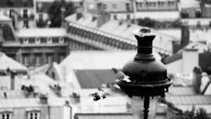 Pigeons sur les toits de Paris