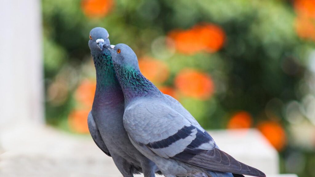 Un couple de pigeon